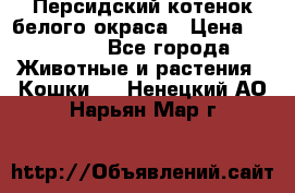 Персидский котенок белого окраса › Цена ­ 35 000 - Все города Животные и растения » Кошки   . Ненецкий АО,Нарьян-Мар г.